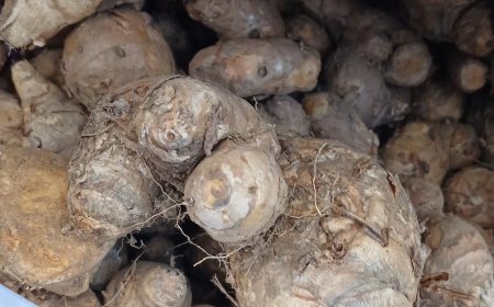 Temulawak: As a Natural Secret for Liver and Digestive Health in Usadha Taru Pramana