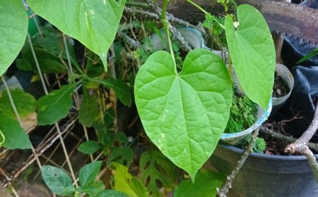 The Efficacy of Brotowali as an Rheumatic Medicine and Stamina Booster in Lontar Usadha Rukmini