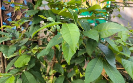 Utilization of BayLeaf in Lontar Usada Taru Pramana: A Natural Solution for Uric Acid