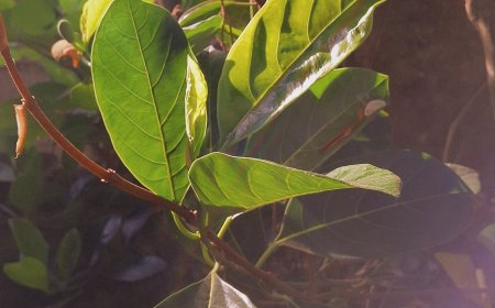 The Benefits of Jackfruit Leaves in Lontar Usadha Bali: Traditional Remedies with Hidden Health Advantages