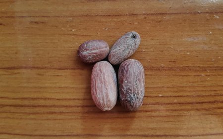 Mengungkap Khasiat Biji Pala: Pengobatan Tradisional untuk Gangguan Pencernaan