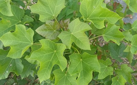 The Benefits of Castor Plant in Treating Dysuria and Urinary Tract Infections