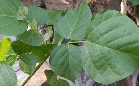 The Benefits of Dapdap Leaves: Health Advantages in Tradition and the Lontar Usada Taru Pramana