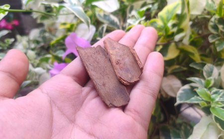 The Benefits of Mesui in Lontar Usadha Bali: The Secrets of Natural Healing from Ancestral Traditions