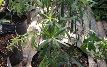 The Benefits of Eucalyptus Leaves: Traditional Medicine for Relieving Itching on the Skin