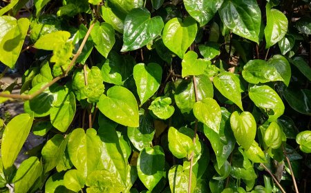 Unveiling the Secrets of Karuk Leaves: The Healing Power in Usadha Tiwang Bali