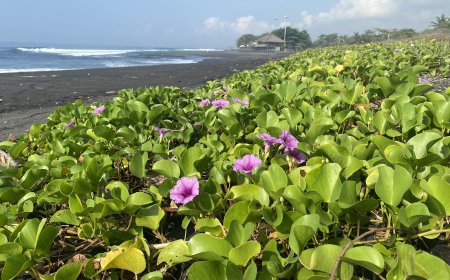 Pantai Betuas: Destinasi Alam dengan Keindahan Bunga yang memikat di sekitarnya
