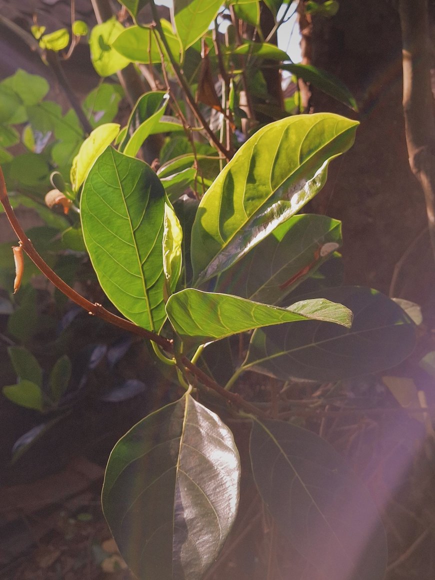 Khasiat Daun Nangka dalam Lontar Usadha Bali: Ramuan Tradisional dengan Manfaat Tersembunyi untuk Kesehatan