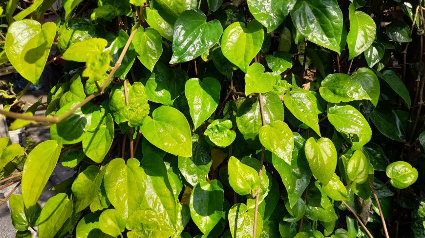 Unveiling the Secrets of Karuk Leaves: The Healing Power in Usadha Tiwang Bali