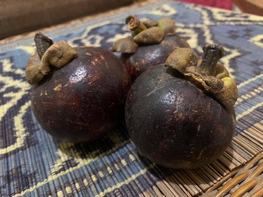 Mangosteen as a Natural Medicine for Scabs: Lontar Taru Pramana's Perspective