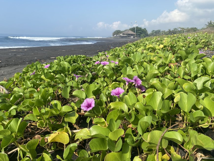 Pantai Betuas: Destinasi Alam dengan Keindahan Bunga yang memikat di sekitarnya