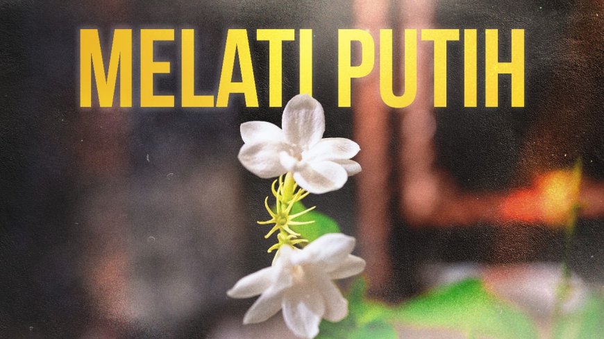 Melati Putih: Kunci Kesehatan dan Ketenangan Jiwa dalam Pengobatan Tradisional Bali