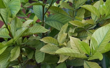 The Secrets of Kacapiring in Lontar Usadha Taru Pramana: Natural Solutions for Relieving Fever.
