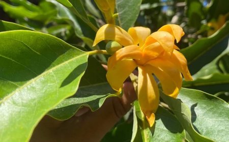 Yellow Champaca in Lontar Usada Taru Pramana: Natural Remedies for Respiratory Disorders