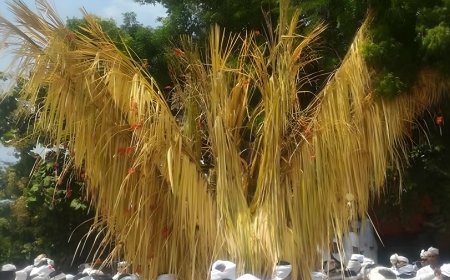 Menyusuri Tradisi Ngusaba Bukakak: Upacara Sakral Penjaga Keseimbangan Alam dan Kehidupan di Bali Utara