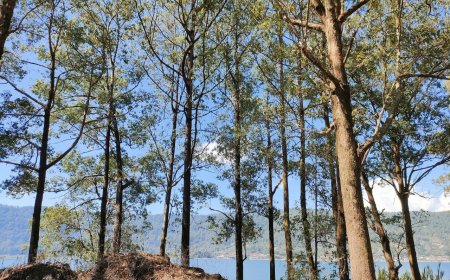 Ampupu Kembar: A Pine Forest Nature Adventure between Mount and Lake Batur