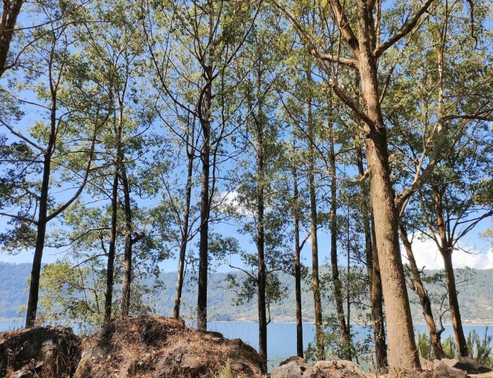 Ampupu Kembar : Petualangan Alam Hutan Pinus diantara Gunung dan Danau Batur