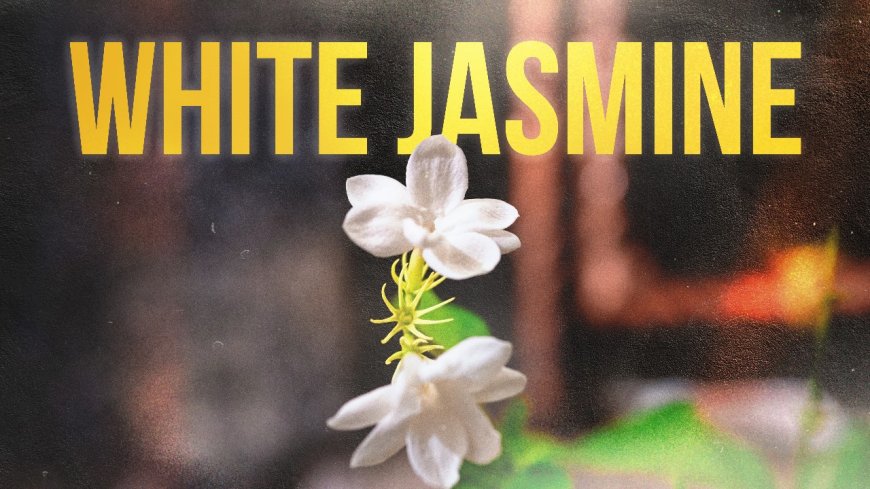 White Jasmine: The Key to Health and Peace of Mind in Traditional Balinese Medicine