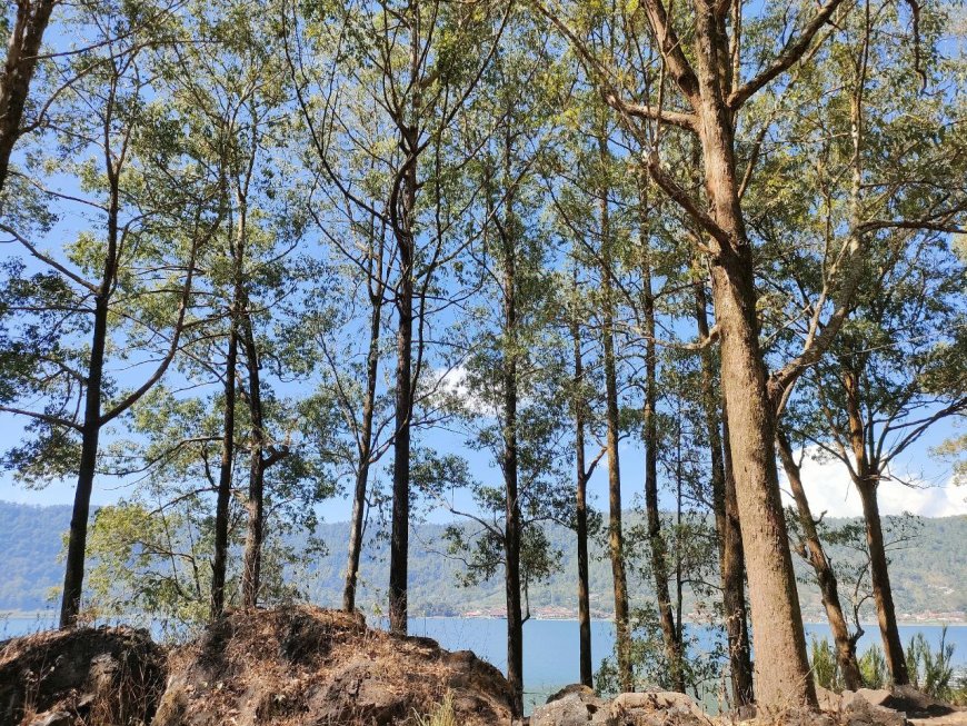 Ampupu Kembar: A Pine Forest Nature Adventure between Mount and Lake Batur