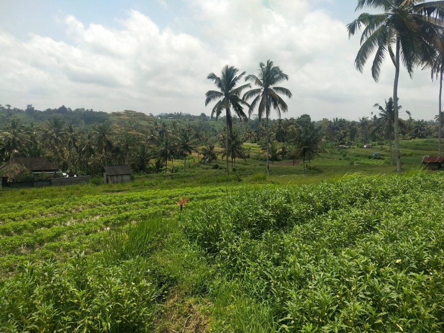 Bukit Jambul: A Dramatic Landscape That Inspires Paintings