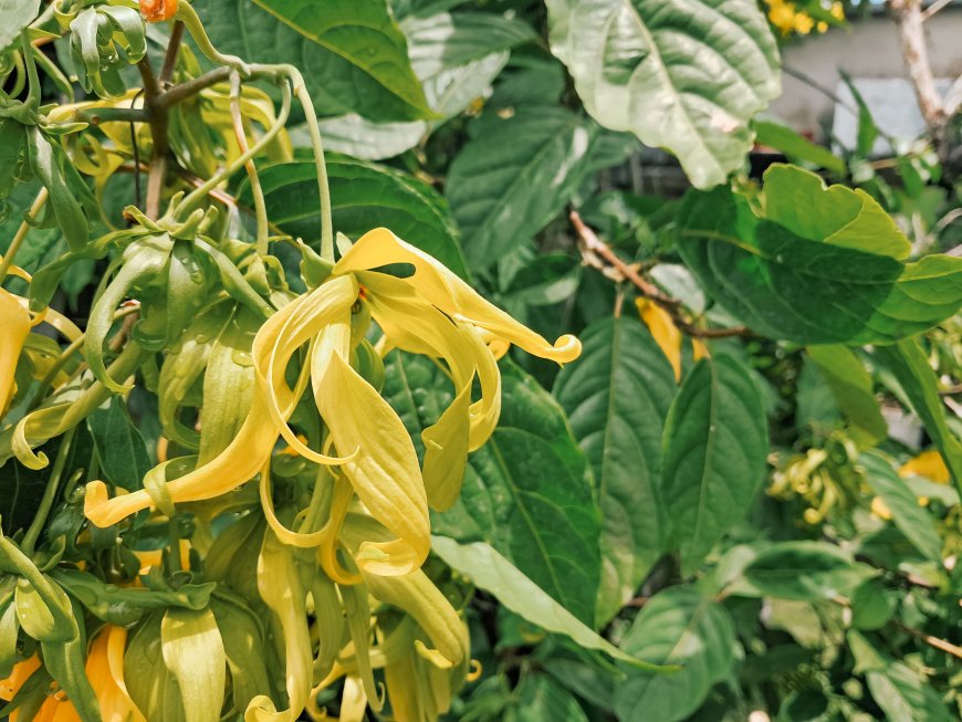 Ylang-Ylang: Traditional Therapy from Lontar Taru Pramana for Healing and Relaxation