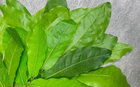 Benefits and Uses of Loloh Gatep: Balinese Herbal Tonic for Vitality and Recovery