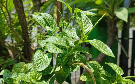 The Secret of Pecut Kuda: An Effective Remedy for Digestive Disorders in Lontar Usadha Dalem