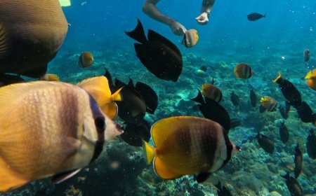 Exploration of Toya Pakeh Beach: The Best Snorkeling Spot in Nusa Penida