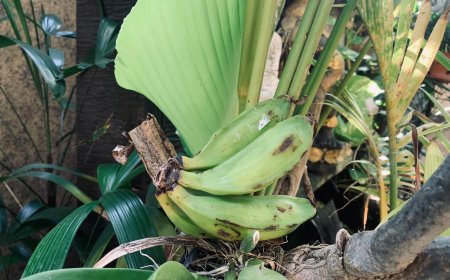 Khasiat Pisang Batu: Penyembuh Alami yang Menyegarkan untuk Kesehatan Pencernaan dalam Lontar Usadha Dalem