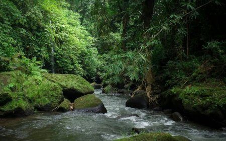 Air Terjun Jemeng, Tempat Melukat dengan Suasana Tenang di Tengah Keasrian Bali