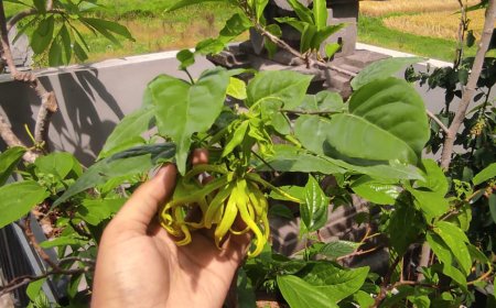 Akar Bunga Sandat: Herbal Serbaguna untuk Meredakan Keseleo