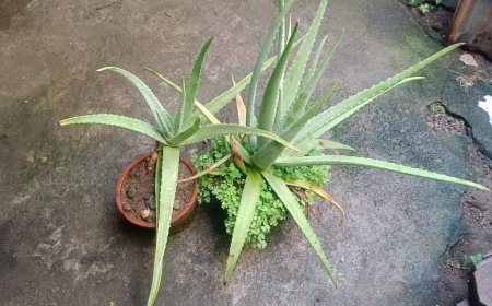Aloe Vera: A Multipurpose Medicinal Plant