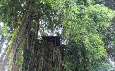 Kulkul Bedil: Simfoni Sakral di Balik Tradisi Upacara Puri Peliatan Ubud