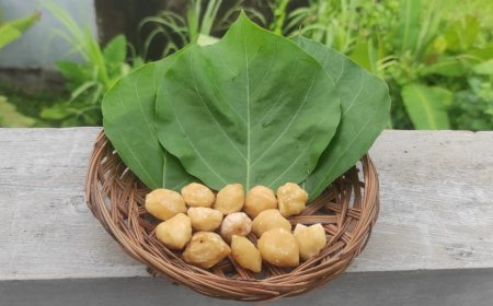 Peran Kemiri sebagai Bahan Pengobatan dalam Tradisi Usadha Dalem