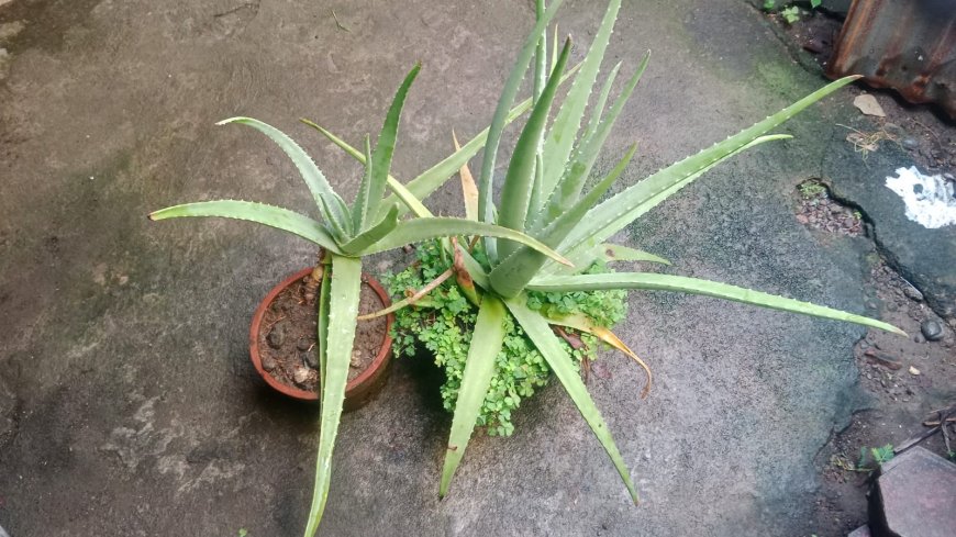 Aloe Vera: A Multipurpose Medicinal Plant