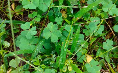 The Benefits of Boreh Semanggi Gunung for Treating Skin Diseases Based on Lontar Usada