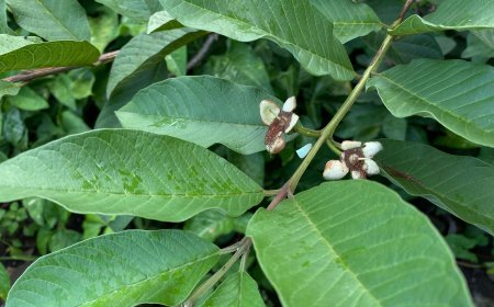 The Secret of Guava Leaves: A Powerful Remedy for Toothache in Lontar Usadha Dalem