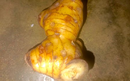 Galangal: A Herbal Remedy for Bloating in Usadha Dalem Traditional Balinese Medicine