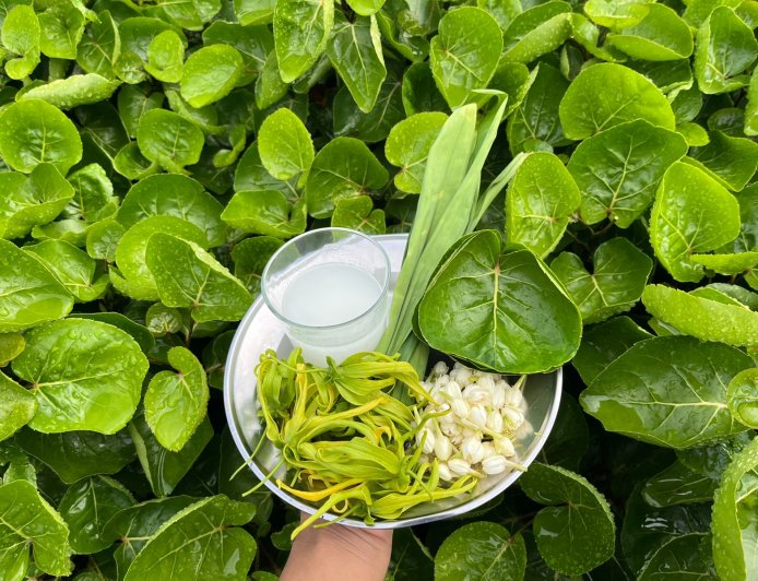 Minyak Cem-Ceman dalam Lontar Taru Pramana: Perawatan Tradisional untuk Rambut Sehat dan Berkilau