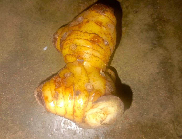 Lengkuas: Khasiat Tanaman Herbal Dalam Usadha Dalem Untuk Pengobatan Penyakit Kembung