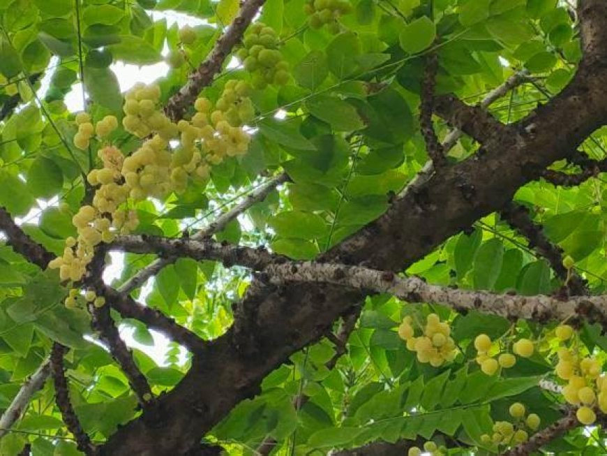 The Secret of Cermai in Bali's Usadha Traditional Medicine for Treating Canker Sores Based on the Lontar Taru Pramana