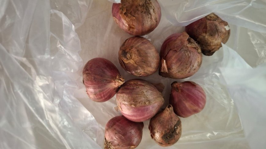 Powerful Medicinal Potion for Healing Tuju Disease (Rheumatism) in Balinese Traditional Medical Palm Leaf Manuscript