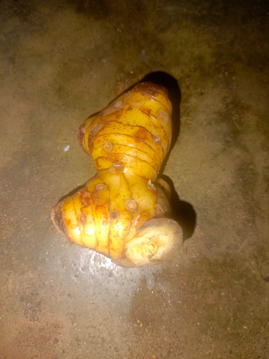 Lengkuas: Khasiat Tanaman Herbal Dalam Usadha Dalem Untuk Pengobatan Penyakit Kembung