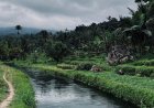 Menyusuri Aliran Keajaiban Babahan Crystal Water: Pesona Sungai Bening di Pelukan Sawah Tabanan