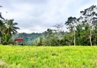Subak Pulagan: UNESCO World Heritage Site in Tampaksiring