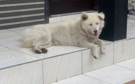Anjing Kintamani: Simbol kebangaan dan warisan dari pegunungan Bali.