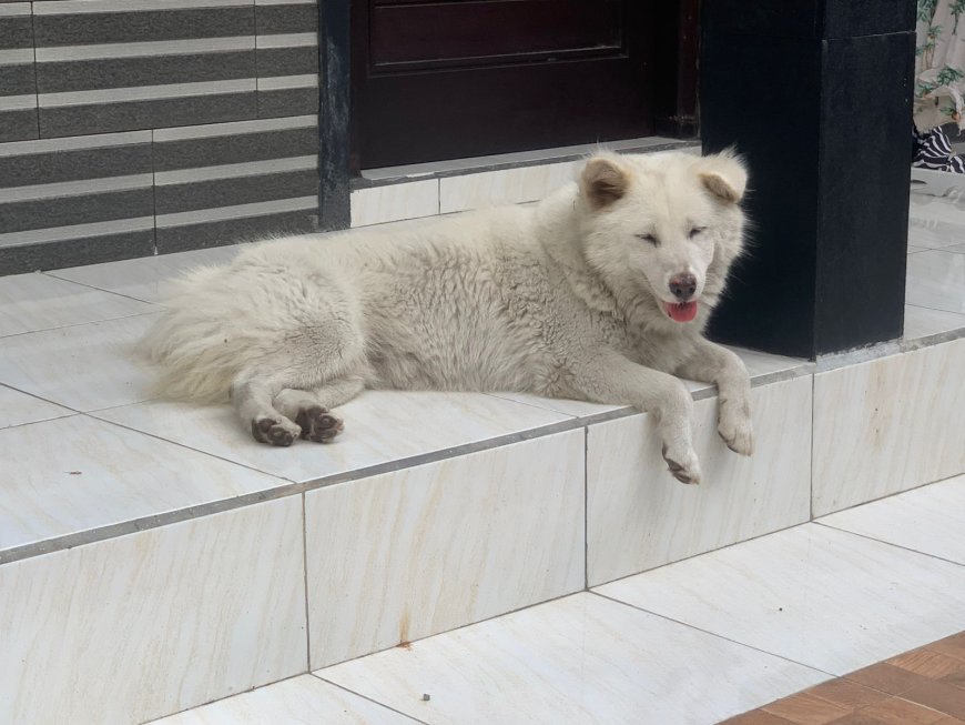 Anjing Kintamani: Simbol kebangaan dan warisan dari pegunungan Bali.