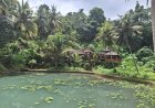 Flowing from Subak to Natural Spring: Bukit Jangkrik Natural Water Swim, a Hidden Oasis in the Heart of Gianyar’s Nature