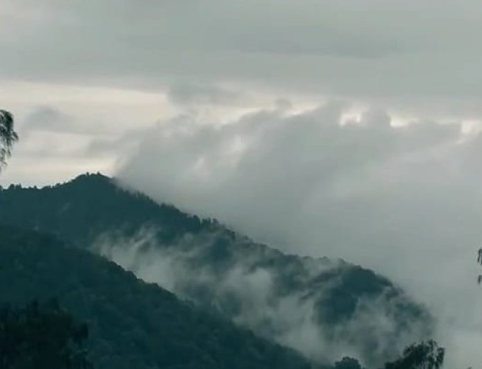 Petualangan di Gunung Pohen: Harmoni Hutan, Kabut, dan Puncak yang Menawan