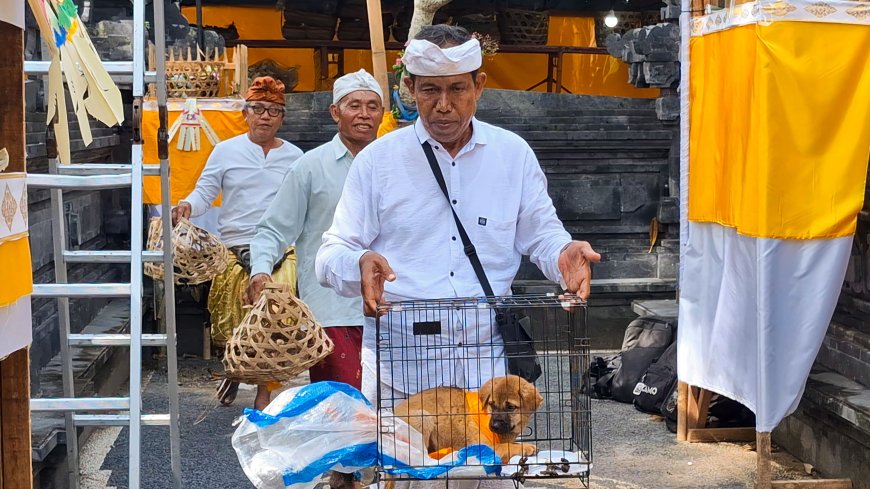 Tracing the Mapepada Ritual at Pura Taman Saren Kangin: Guiding Animal Spirits to a Higher Realm
